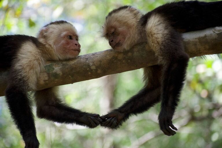 Stronger stress response in monkeys helps them survive